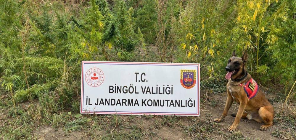 Bingöl’de Uyuşturucu Operasyonunda 5 Bin 162 Kök Kenevir Ele Geçirildi