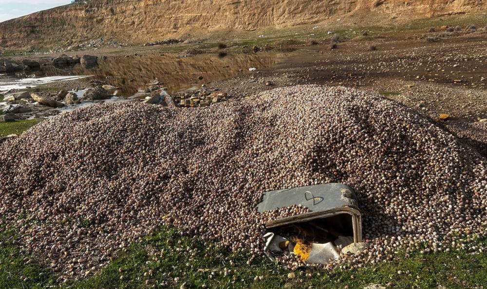 YÜREĞİR’DE SALYANGOZ İSTİLASI! UZMANLAR: 