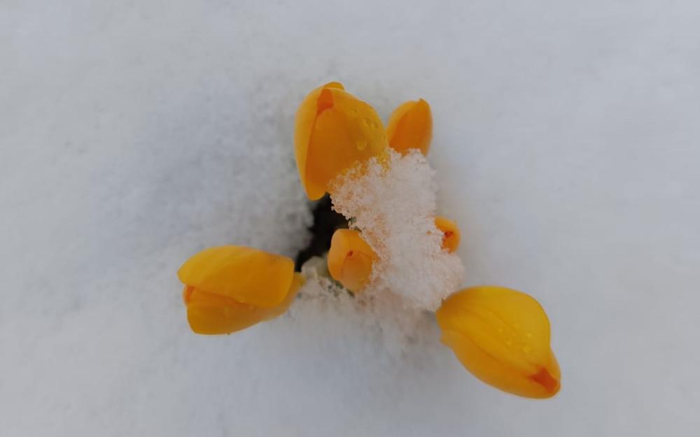 BEYPAZARI’NDA KAR YAĞIŞI: YAYLALAR BEYAZA BÜRÜNDÜ