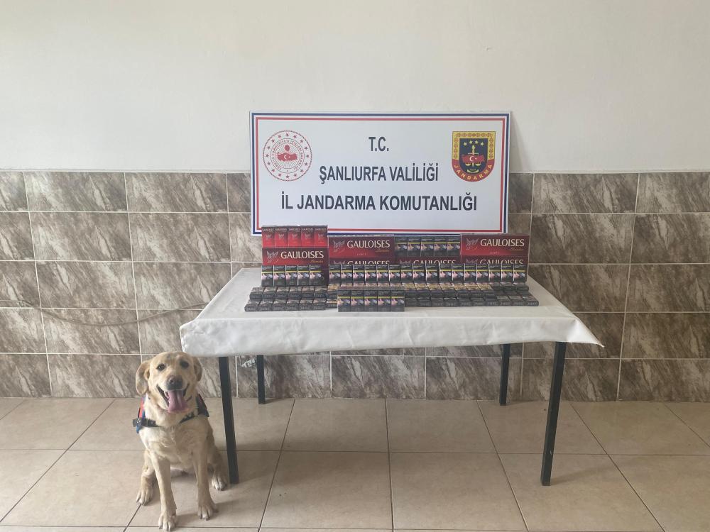 VİRANŞEHİR’DE KAÇAK SİGARA OPERASYONU: BİNLERCE PAKET ELE GEÇİRİLDİ