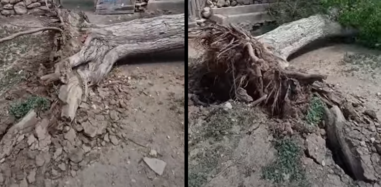 ŞANLIURFA AKÇAKALE’DE ŞİDDETLİ RÜZGAR DEV AĞACI KÖKÜNDEN SÖKÜP DEVRİRDİ