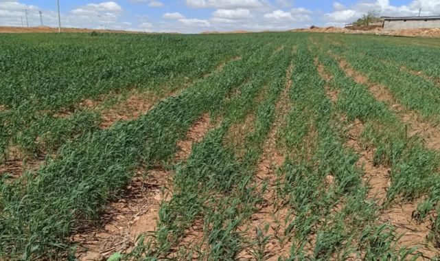 SURUÇ'TA SULAMA KRİZİ ÇİFTÇİLER SUYUN BIRAKILMASINI BEKLİYOR