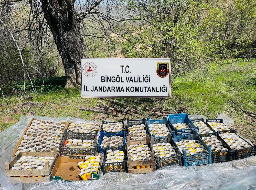 BİNGÖL’DE 480 KENEVİR BİTKİSİ ELE GEÇİRİLDİ