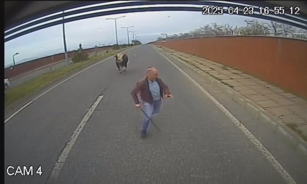 BİNGÖL’DE OTOBÜS ŞOFÖRÜ, YOLA ÇIKAN İNEĞİN SALDIRISINA UĞRADI