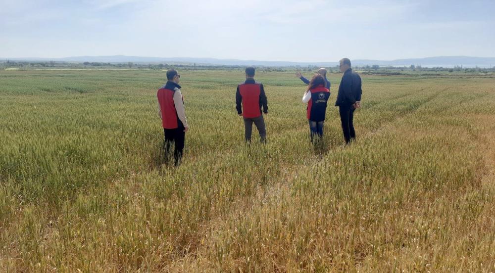 GELİBOLU'DA KURAKLIK ALARMI: HUBUBAT TARLALARINDA BÜYÜK KAYIP, ÜRETİCİ KARA KARA DÜŞÜNÜYOR