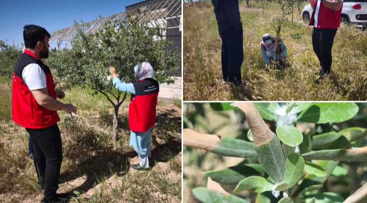 ŞANLIURFA'DA FISTIK VE ZEYTİN BAHÇELERİNDE TEHDİT BÜYÜYOR!