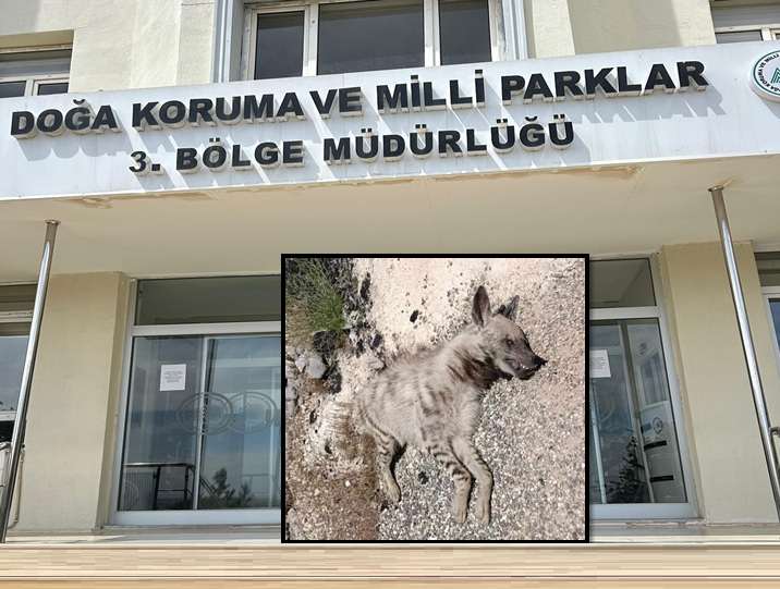 SURUÇ'TA NESLİ TEHLİKE ALTINDAKİ ÇİZGİLİ SIRTLAN ÖLÜ BULUNDU