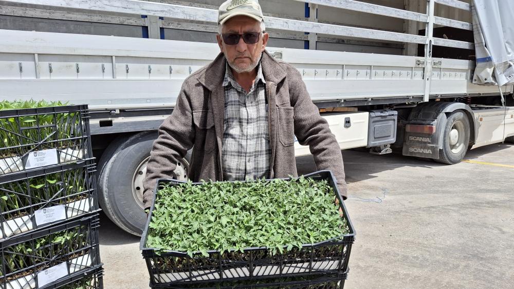 ANKARA BÜYÜKŞEHİR BELEDİYESİ, BEYPAZARI'NDA ÇİFTÇİYE YARIM MİLYONA YAKIN FİDE DESTEĞİ SAĞLADI