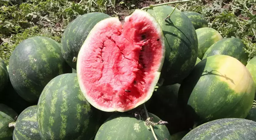 ADANA'DA İLK KARPUZ HASADI YAPILDI: ÜRETİCİNİN UMUDU YEŞERDİ