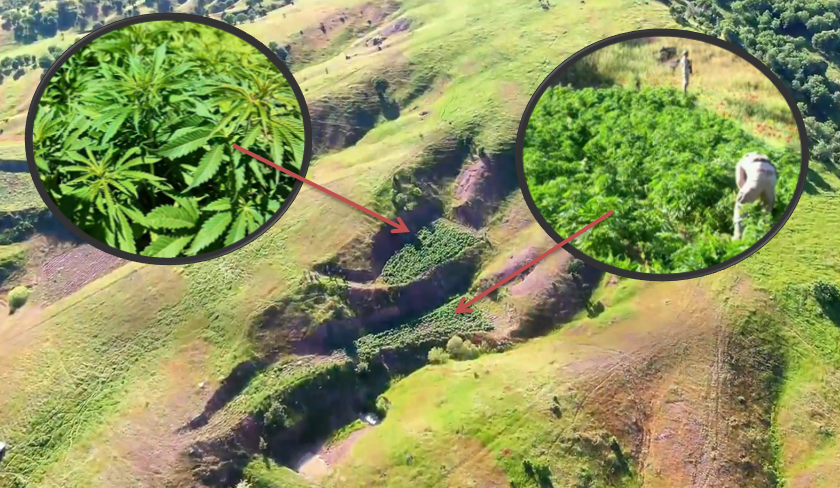 DİYARBAKIR'DA UYUŞTURUCUYA AĞIR DARBE! 7,5 MİLYON KÖK KENEVİR ELE GEÇİRİLDİ