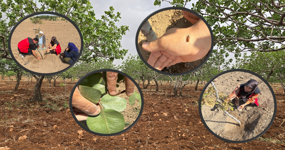 ŞANLIURFA'DA ANTEPFISTIĞI BAHÇELERİNDE ZARARLI TESPİTİ VE ÜRETİCİYE TEKNİK DESTEK!