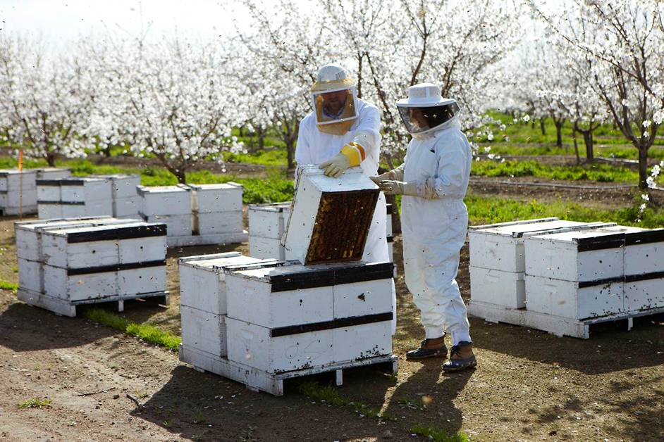 ÇUKURCA'DA ARI YETİŞTİRİCİLİĞİ EĞİTİMİ VERİLECEK