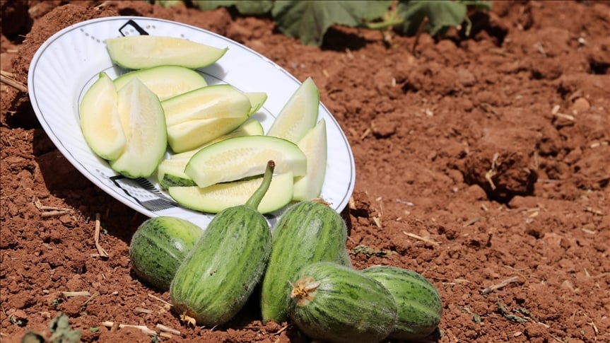 TÜRKİYE'YE ÖZEL ŞELENGO MEYVESİ TEZGAHLARDA!