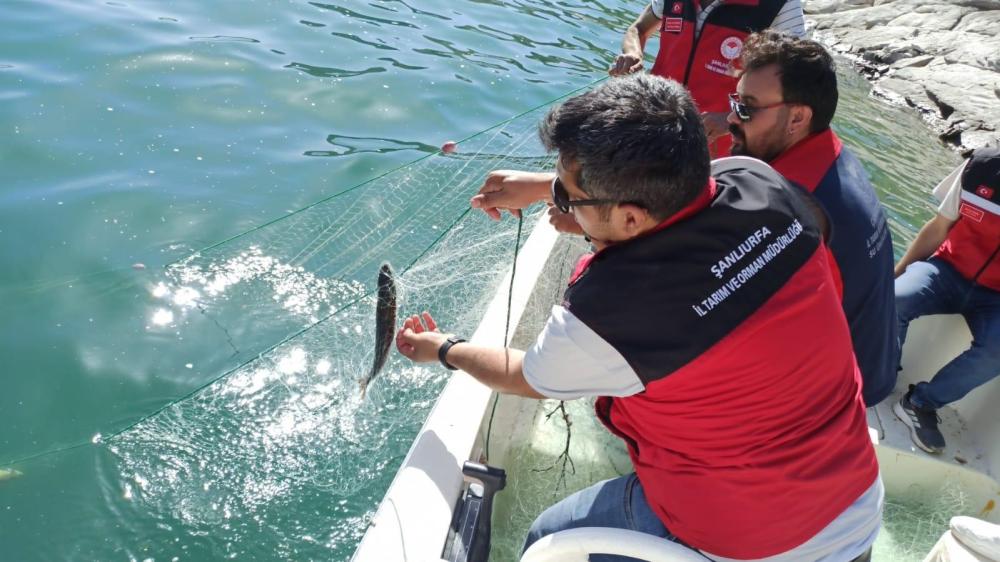 ŞANLIURFA DAHİL 7 İL'DE BALIKÇILIK DENETİMİ! KURALLARA UYMAYANA CEZA YAĞDI