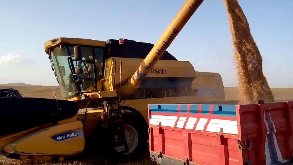 ŞANLIURFA'DA BUĞDAY REKOR KIRDI, ÜRETİCİ TABAN FİYAT BEKLİYOR