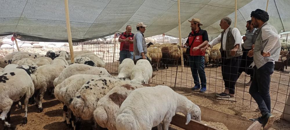 KURBAN BAYRAMI ÖNCESİ ŞANLIURFA'DA KURBAN PAZARLARINA YAKIN TAKİP