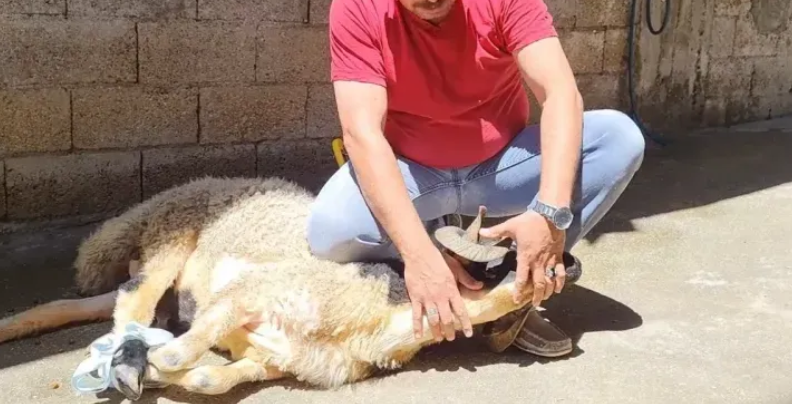 ŞANLIURFALILAR, BAYRAMDA GÜVENDE KALMAK İÇİN PLASTİK CERRAHİ UZMANINDAN TAVSİYELER