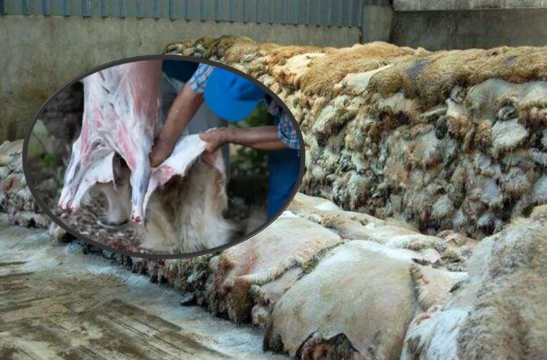 ŞANLIURFA\'DA DERİ TÜCCARLARINDAN TEK FİYAT DAYATMASI! KASAPLAR MAĞDUR EDİLİYOR