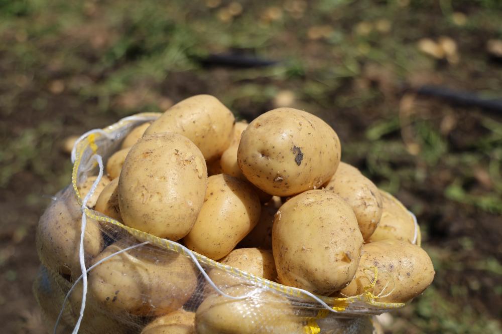 ADANA’DA PATATES HASADI DEVAM EDİYOR: FİYATLAR 7 LİRAYA KADAR GERİLEDİ