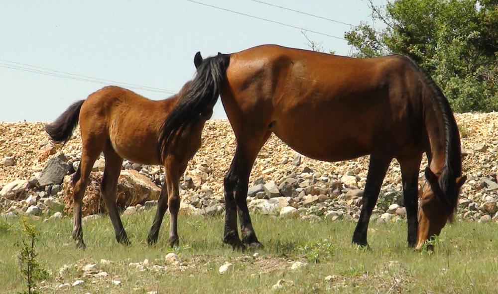 KIŞIN ARDINDAN NİHAYET YILKI ATLARI TAYLARI İLE BİRLİKTE GÖRÜNTÜLENDİ