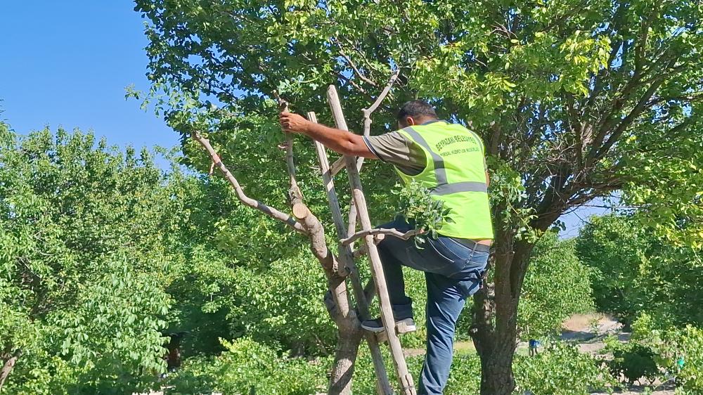 BEYPAZARI İLÇESİNDE YABANİ MENENGİÇ VE SAKIZLIK AĞAÇLARINDA ANTEP FISTIĞI AŞILAMA ÇALIŞMASI BAŞLATILDI:
