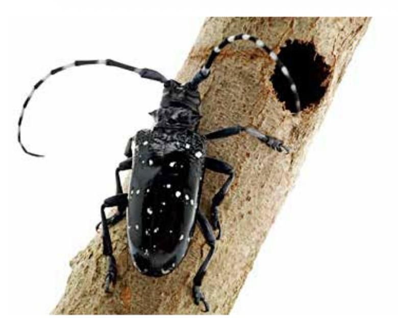 RİZE\'DE TURUNÇGİL UZUN ANTENLİ BÖCEĞİ İLE MÜCADELE TÜM HIZIYLA SÜRÜYOR