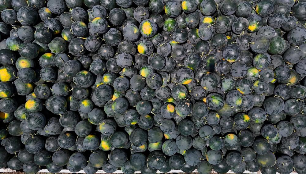 ADANA’DA KARPUZ FİYATI DİBE VURDU: KİLOSU 2,5 LİRA, NAKLİYESİ 3,5 LİRA!