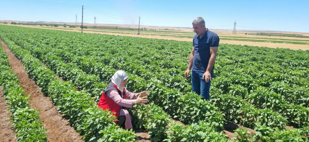 ŞANLIURFA\'DA ÜRETİCİLERE ZİRAİ UYARI! TOPRAK DENGEYİ KAYBEDİYOR