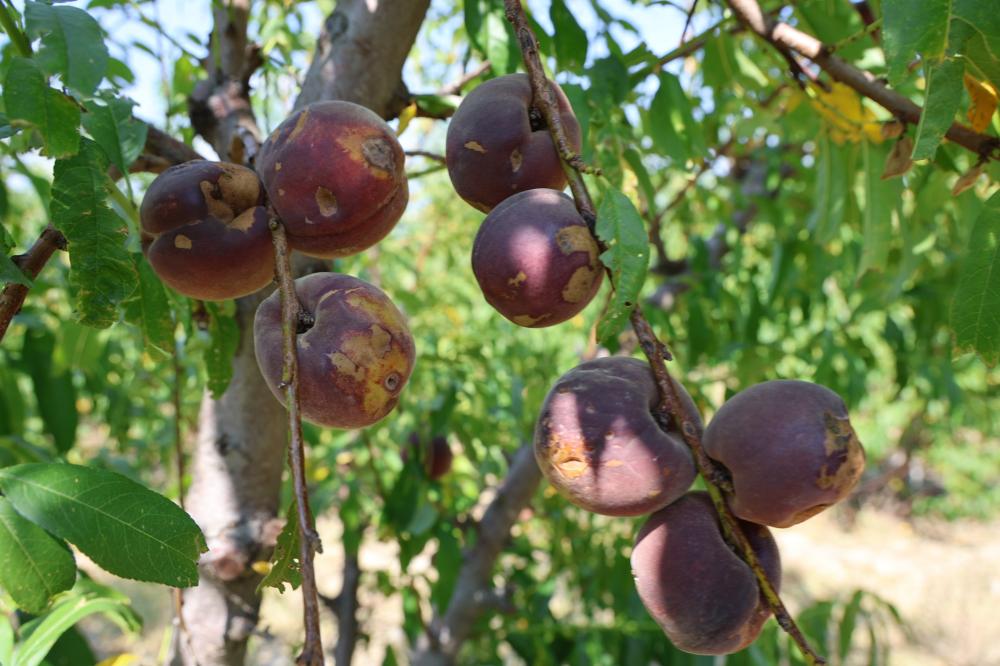 ADANA’DA ŞEFTALİ HASADI BAŞLADI: DON VURAN BAHÇELERDE REKOLTE DİBE VURDU