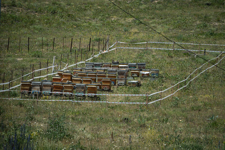 RİZELİ GEZGİN ARICILAR KALİTELİ BAL İÇİN ERZURUM YAYLALARINDA