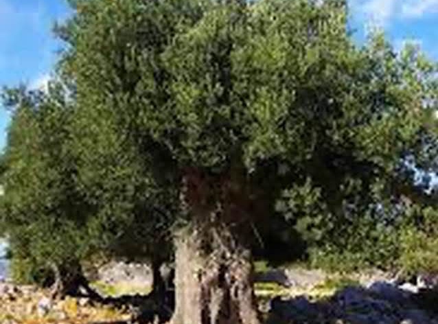 DEVA PARTİSİ\'NDEN ZEYTİNLİK YASASINA TEPKİ: “DOĞA VE GELECEK SATILAMAZ”