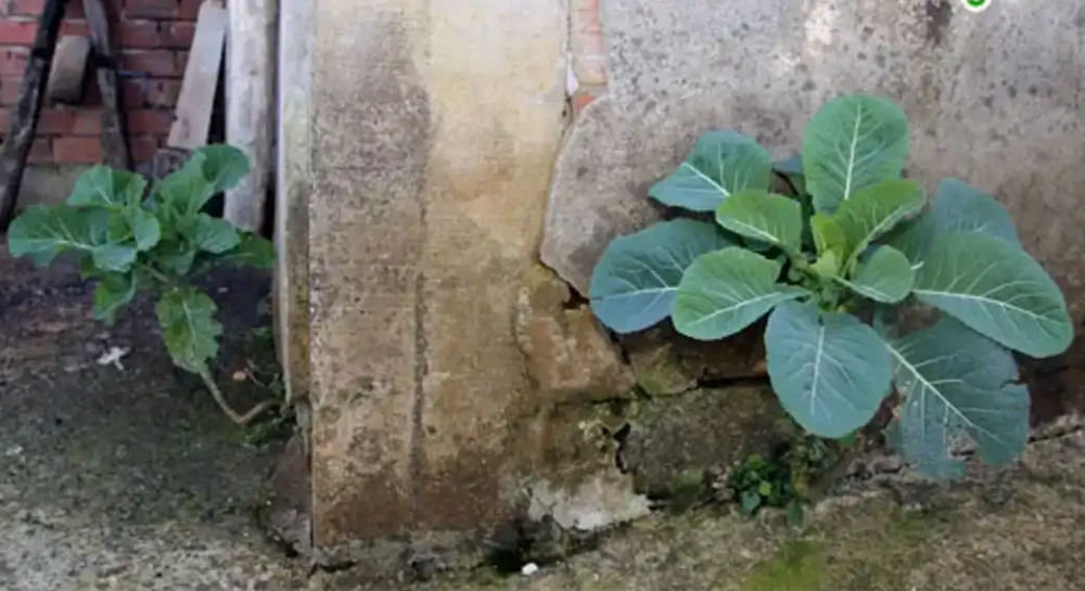 RİZE\'NİN DUVAR DELİKLERİNDEN FIŞKIRAN LEZZETİ: KARALAHANA DOĞANIN ZAFERİNİ İLAN EDİYOR!