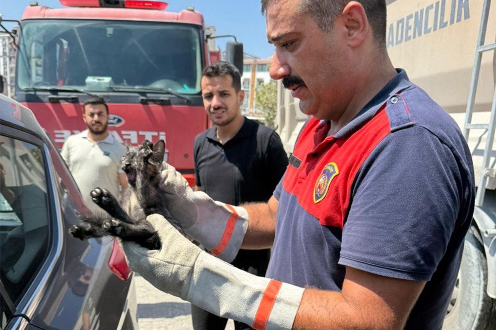 SOKAK HAYVANLARI HBB İLE GÜVENDE