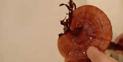 CEZAEVİNDE “KIRMIZI REİSHİ” MANTARINI YETİŞTİRDİLER