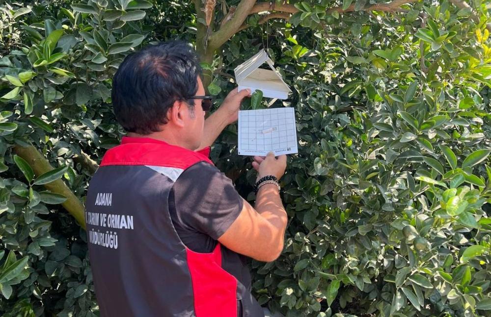 ADANA TARIM MÜDÜRLÜĞÜ, AKDENİZ MEYVE SİNEĞİNE KARŞI SAHADA