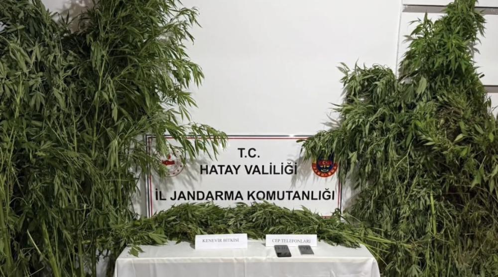 JANDARMA’DAN SAMANDAĞ’DA YASADIŞI KENEVİR EKİMİNE OPERASYON