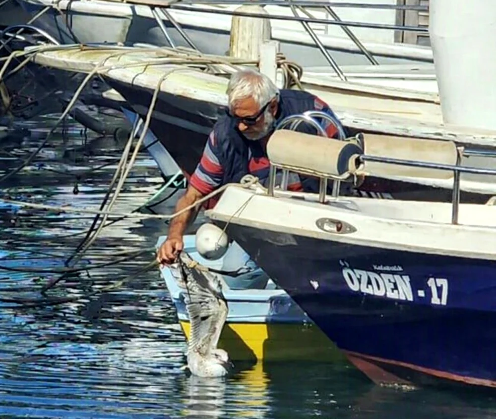 GELİBOLU’DA OLTACILARIN MİSİNASINA DOLANAN MARTIYI 35 YILLIK BALIKÇI KURTARDI