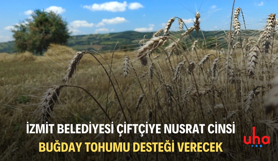 İzmit Belediyesi çiftçiye Nusrat cinsi buğday tohumu desteği verecek