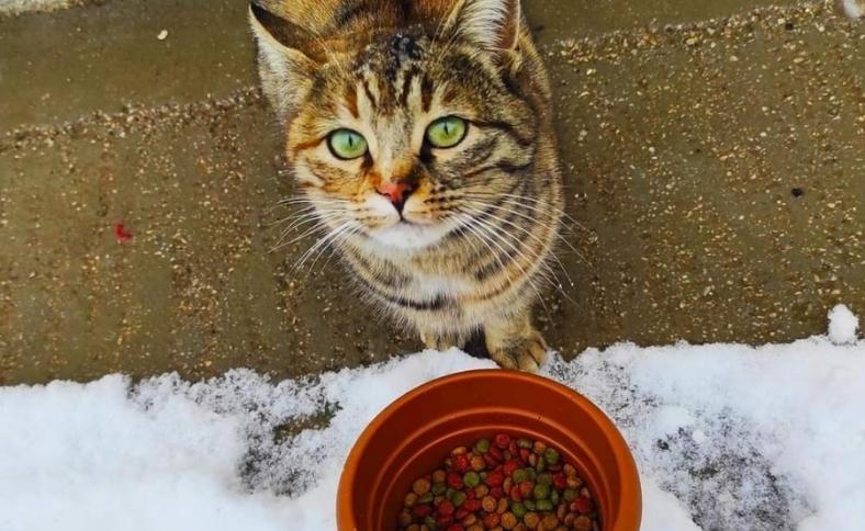 Nallıhan'da Kitap Okuma Grubu Üyeleri Sokak Kedilerini Besledi